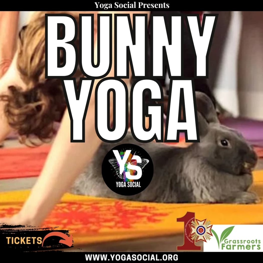 Adoptable Bunny Yoga at VFW Post 1 hosted by Denver Yoga Social — social events in Denver