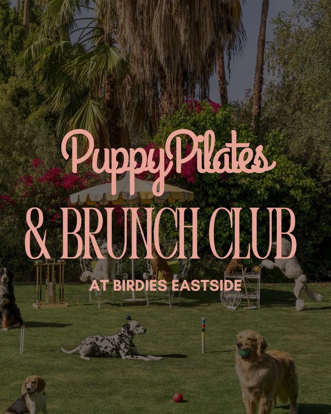 Puppy Pilates & Brunch Club  hosted by Wellness Woofs — pilates classes in Dallas