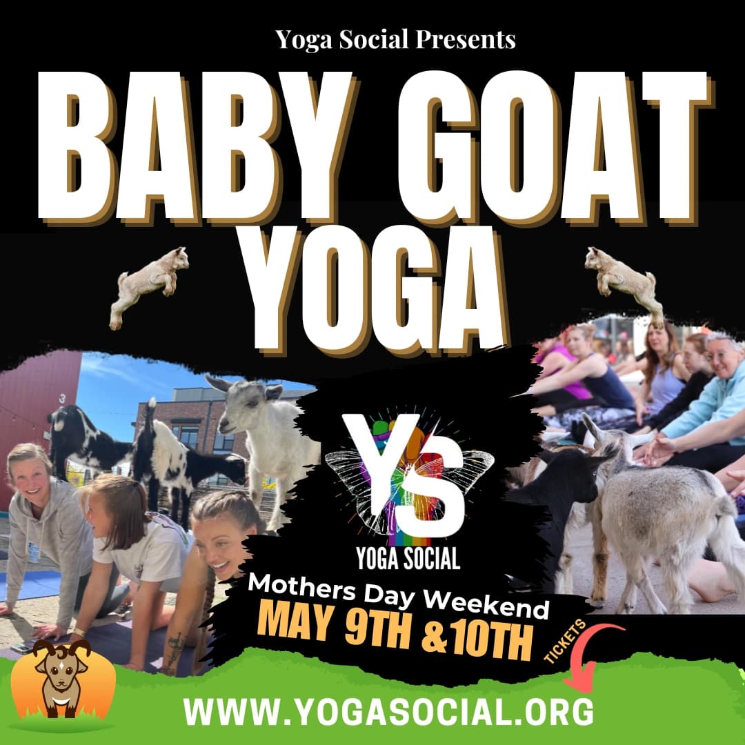 Baby Goat Yoga & Mimosas – Mother’s Day Weekend in Denver hosted by Denver Yoga Social — fitness events in Denver