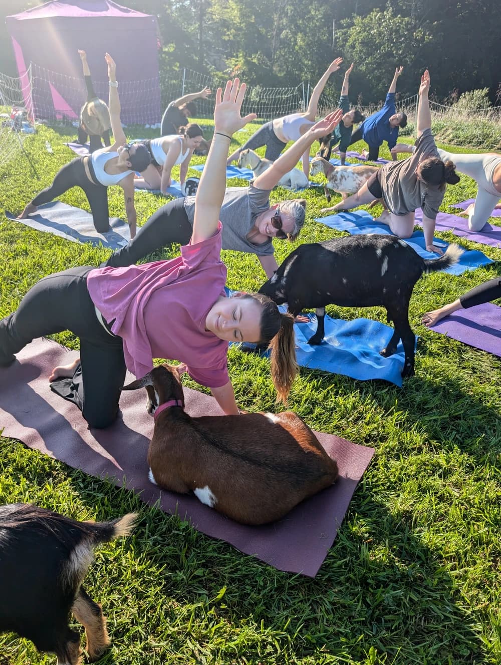 Goat Yoga in Asheville hosted by Asheville Wellness Tours's Community — yoga classes in Candler