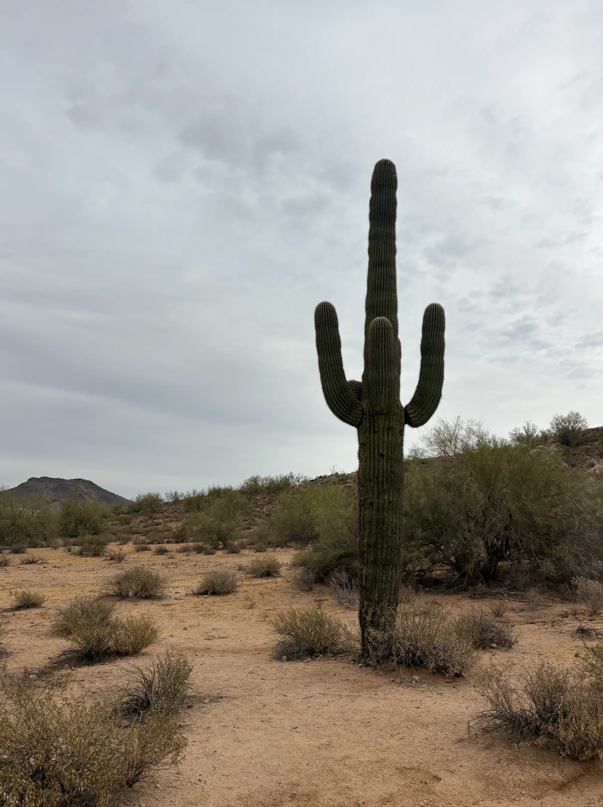 Sunday Sunrise Hike hosted by 623runclub — outdoor activities in Glendale