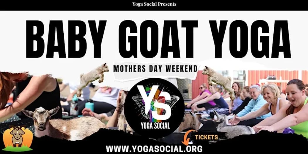 Baby Goat Yoga & Mimosas – Mother’s Day Weekend in Denver hosted by Denver Yoga Social — yoga classes in Denver